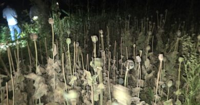 दुर्ग में अफीम की अवैध खेती का खुलासा, डेढ़ एकड़ फसल जब्त