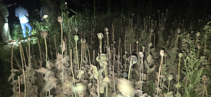 दुर्ग में अफीम की अवैध खेती का खुलासा, डेढ़ एकड़ फसल जब्त