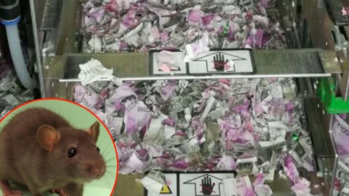 हैरान कर देने वाला मामला…ATM में चूहों ने उड़ाए लाखों रुपये….