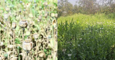 दुर्ग अफीम खेती केस में बड़ा अपडेट, पुलिस ने कोर्ट में पेश की 939 पन्नों की चार्जशीट……8 आरोपी गिरफ्तार, 2 अब भी फरार