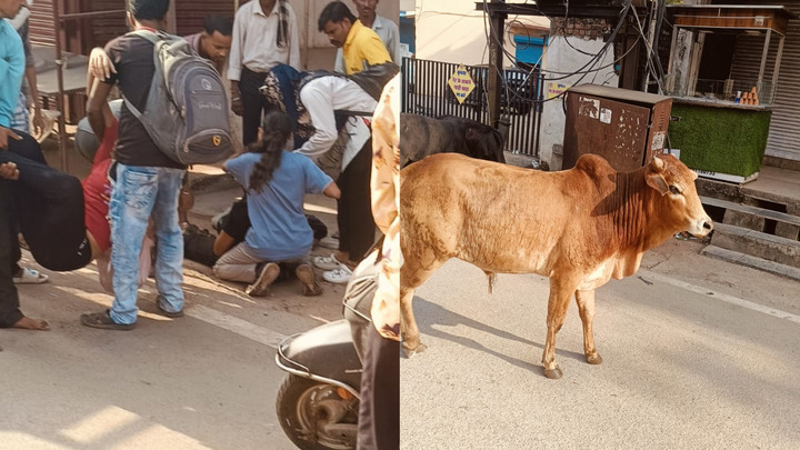 दुर्ग में सांडों की लड़ाई के चपेट में आए 2 छात्रा, आखिर कब जागेगा नगर निगम?…..गोधाम योजना का लाभ कहां? सड़कों पर घूमते आवारा पशु, हादसों का खतरा बरकरार