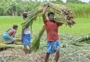छत्तीसगढ़ के गन्ना किसानों की बल्ले-बल्ले! बोनस का आधार ₹355 से बढ़कर ₹425 प्रति क्विंटल…..