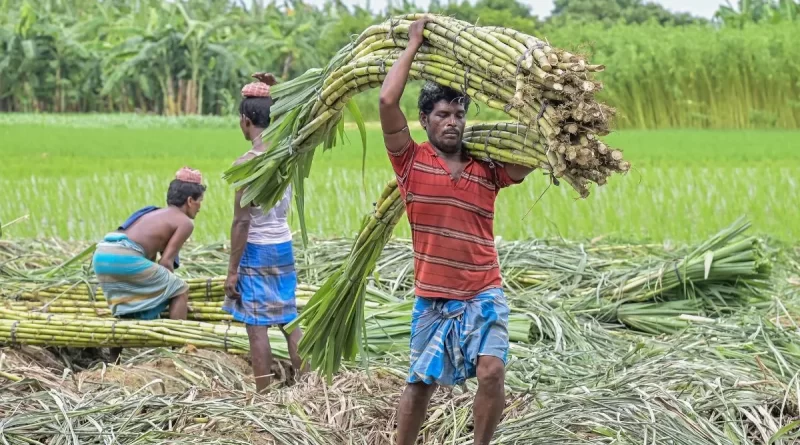छत्तीसगढ़ के गन्ना किसानों की बल्ले-बल्ले! बोनस का आधार ₹355 से बढ़कर ₹425 प्रति क्विंटल…..